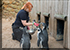 Nat, the Animal Care Team Supervisor, feeding Humbodlt Penguins 