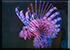 Lionfish
