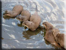 Otters