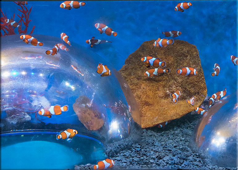 Clown fish