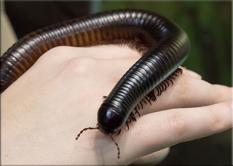 Millipede