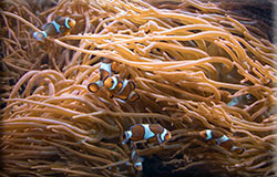 Clown fish