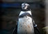 Burt, Humboldt Penguin