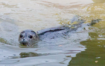 Bo, one of Common Seal
