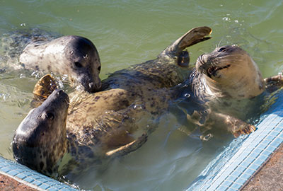 Still busy in the convalescent pool
