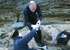Pup at Fishing Cove, Gunwalloe