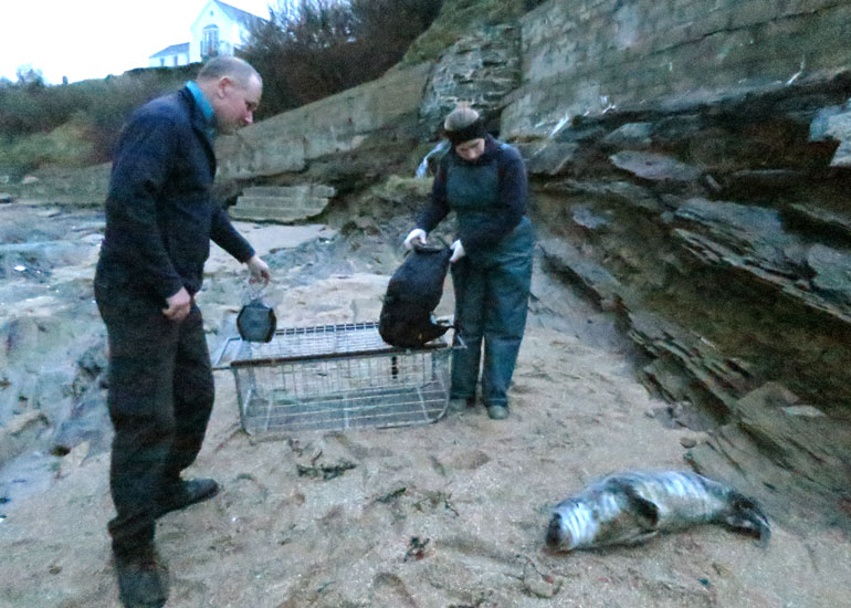 Seal Rescue