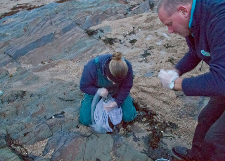 Seal Rescue