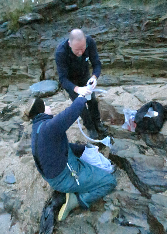 Seal Rescue