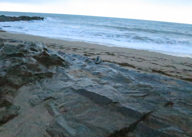 Seal Rescue