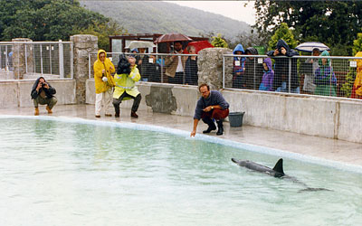 Sanctuary celebrates 55 years of seal rescues 1958 - 2013