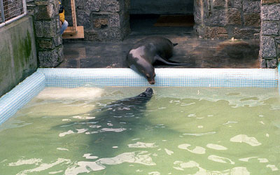 Sanctuary celebrates 55 years of seal rescues 1958 - 2013