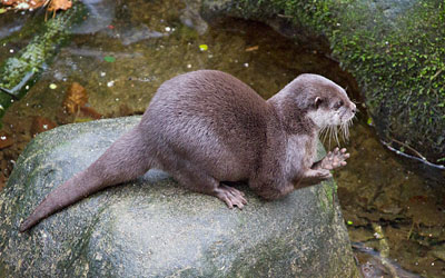 Otters