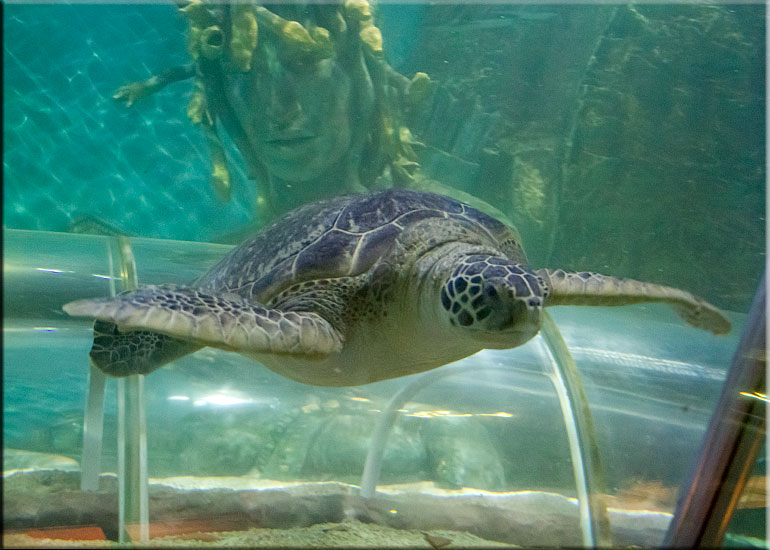 Ernie, Green Sea Turtle, on vacation at Great Yarmouth SEA LIFE Sanctuary