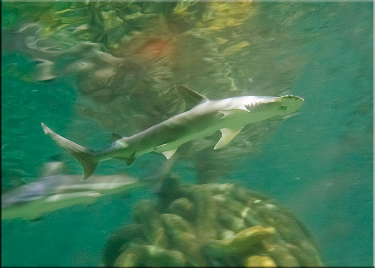 Bonnethead Shark on vacation at Great Yarmouth SEA LIFE Sanctuary