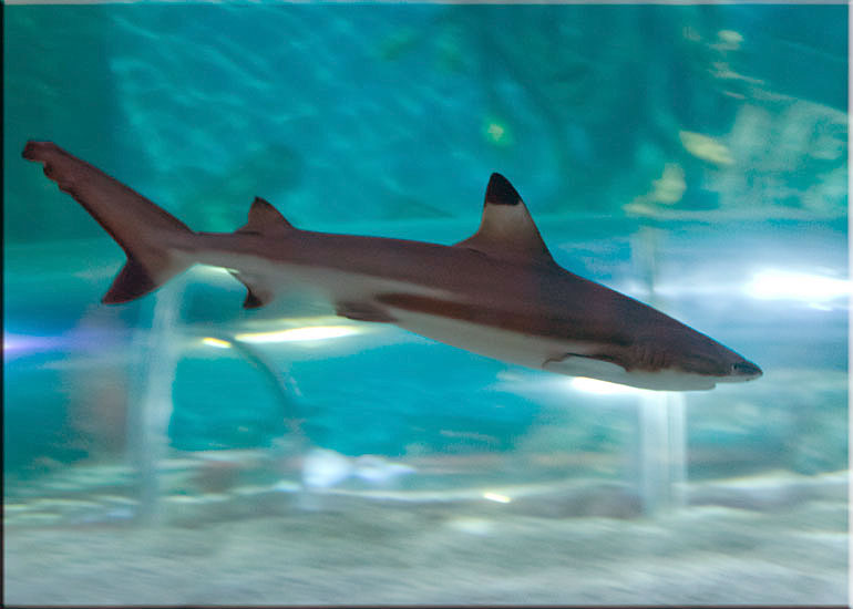 Black Tip Reef Shark