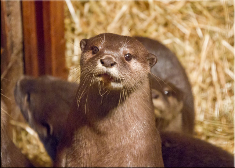 Otters on vacation at Scarborough SEA LIFE Sanctuary