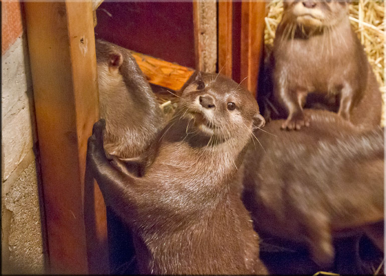 Otters on vacation at Scarborough SEA LIFE Sanctuary