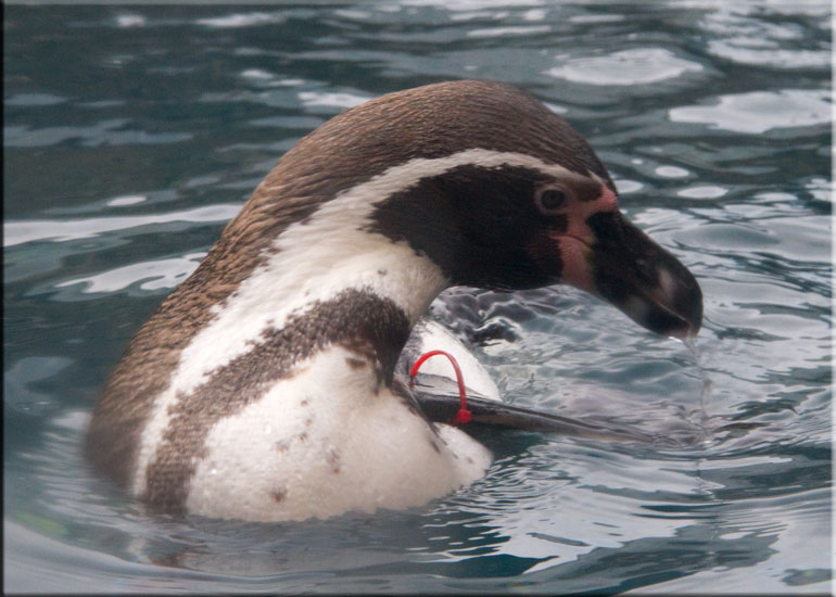 Dimi, one of the penguins, on vacation at Great Yarmouth SEA LIFE Sanctuary