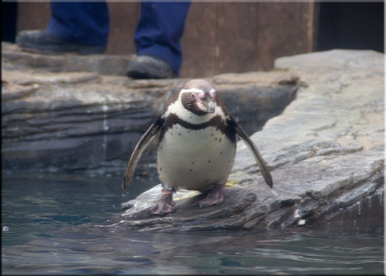 Jess, one of the penguins, on vacation at Great Yarmouth SEA LIFE Sanctuary