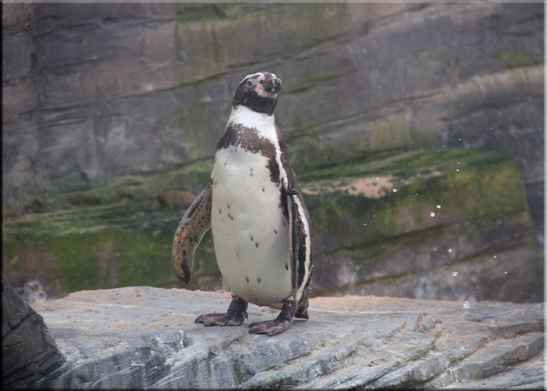 Beau, one of the penguins, on vacation at Great Yarmouth SEA LIFE Sanctuary