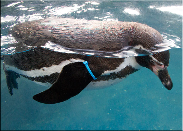 Harvey, one of the penguins, on vacation at Great Yarmouth SEA LIFE Sanctuary