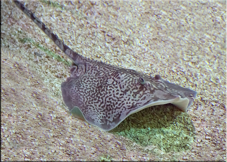 Ray Tank at Great Yarmouth SEA LIFE Sanctuary