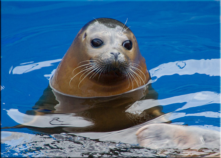 Resident Seals at Scarborough SEA LIFE Sanctuary