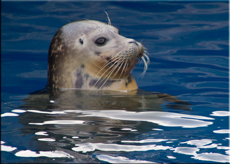 Resident Seals at Scarborough SEA LIFE Sanctuary