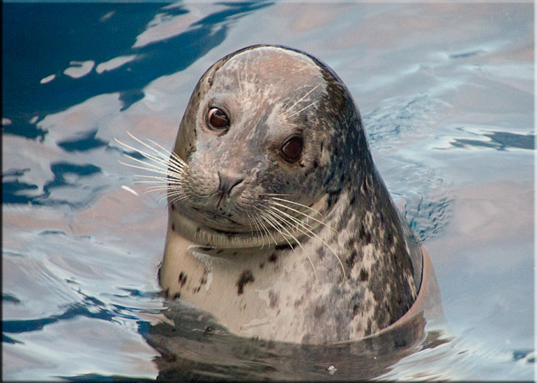 Resident Seals at Scarborough SEA LIFE Sanctuary