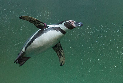 Penguins