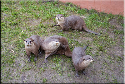 Otters