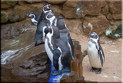 Penguins
