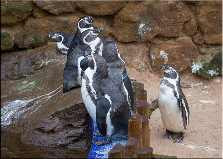 Penguins