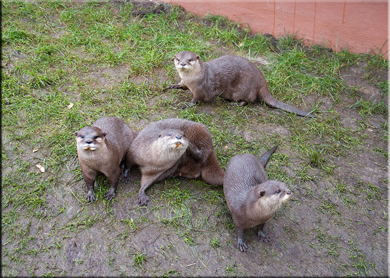 Otters