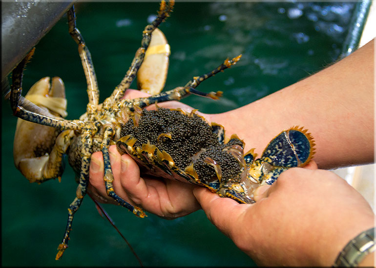 In the Quarantine area this Lobster has lots of eggs, there could soon be many tiny lobsters swimming around...