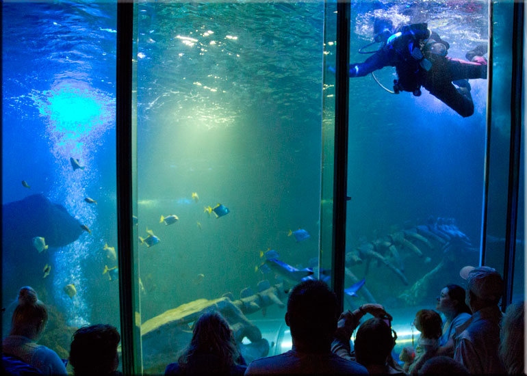 Hollie cleaning the windows of the Tropical Shark Tank