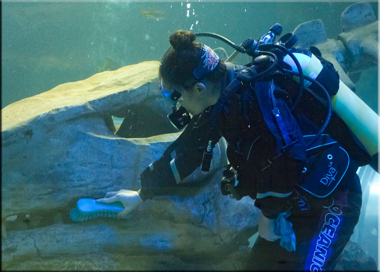 Hollie cleaning the sculptured Dinosaur skeleton