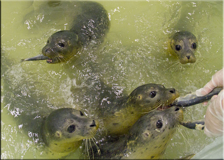 Pups in the weaning pool