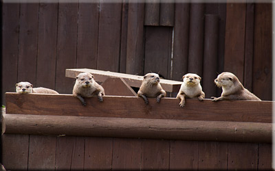 Otters