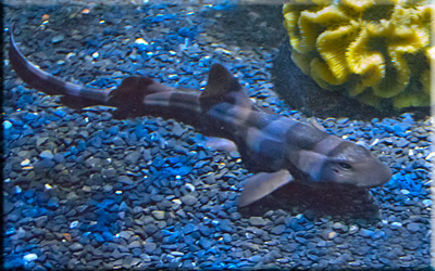 Baby Bamboo Shark