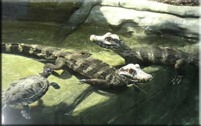 new residents