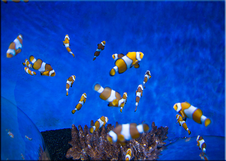 Hunstanton Sea Life Sanctuary