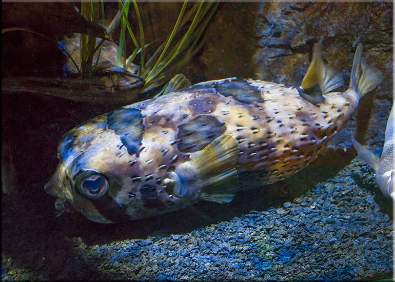 Hunstanton Sea Life Sanctuary
