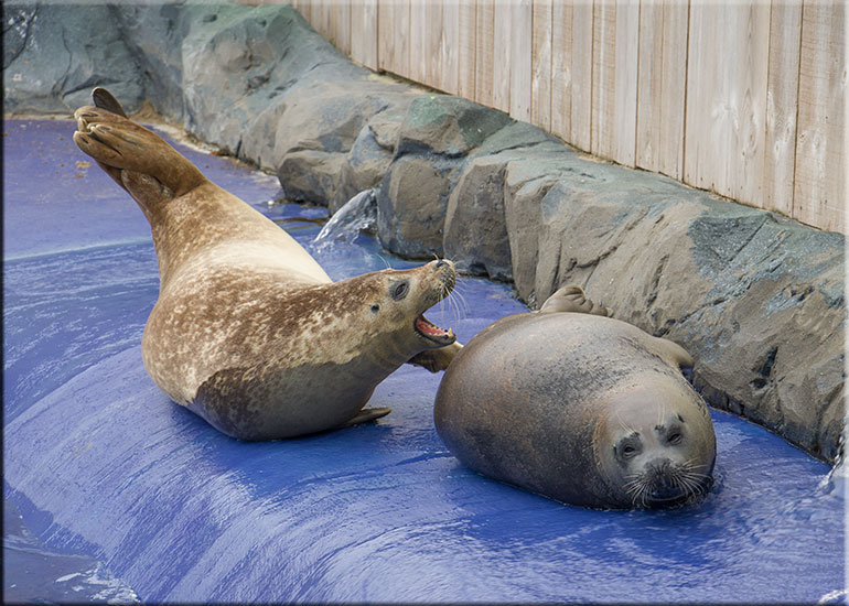 Hunstanton Sea Life Sanctuary