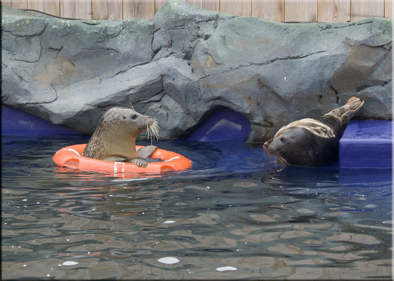 Hunstanton Sea Life Sanctuary