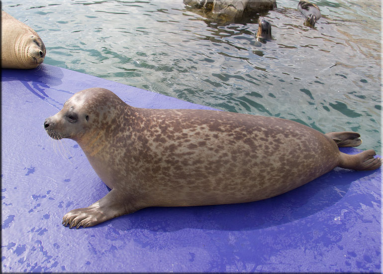 Hunstanton Sea Life Sanctuary