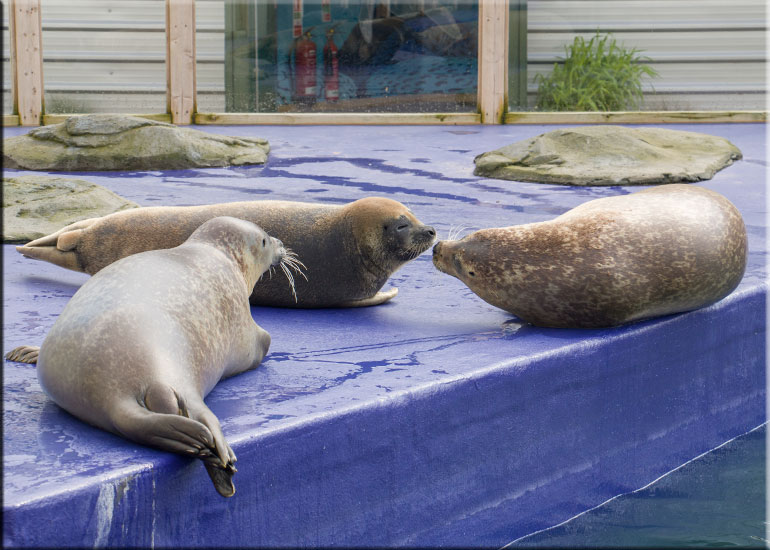 Hunstanton Sea Life Sanctuary