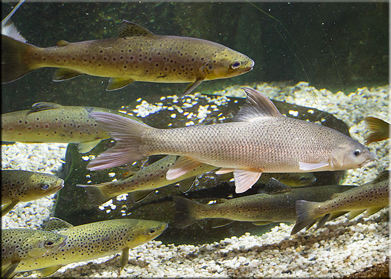 Hunstanton Sea Life Sanctuary