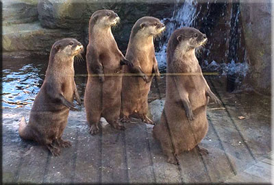 Otters